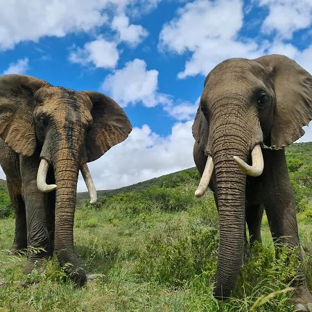 Indalu Game Reserve Boggomsbaai 외부 사진