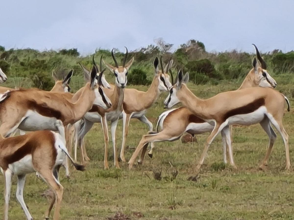 Indalu Game Reserve Boggomsbaai 외부 사진