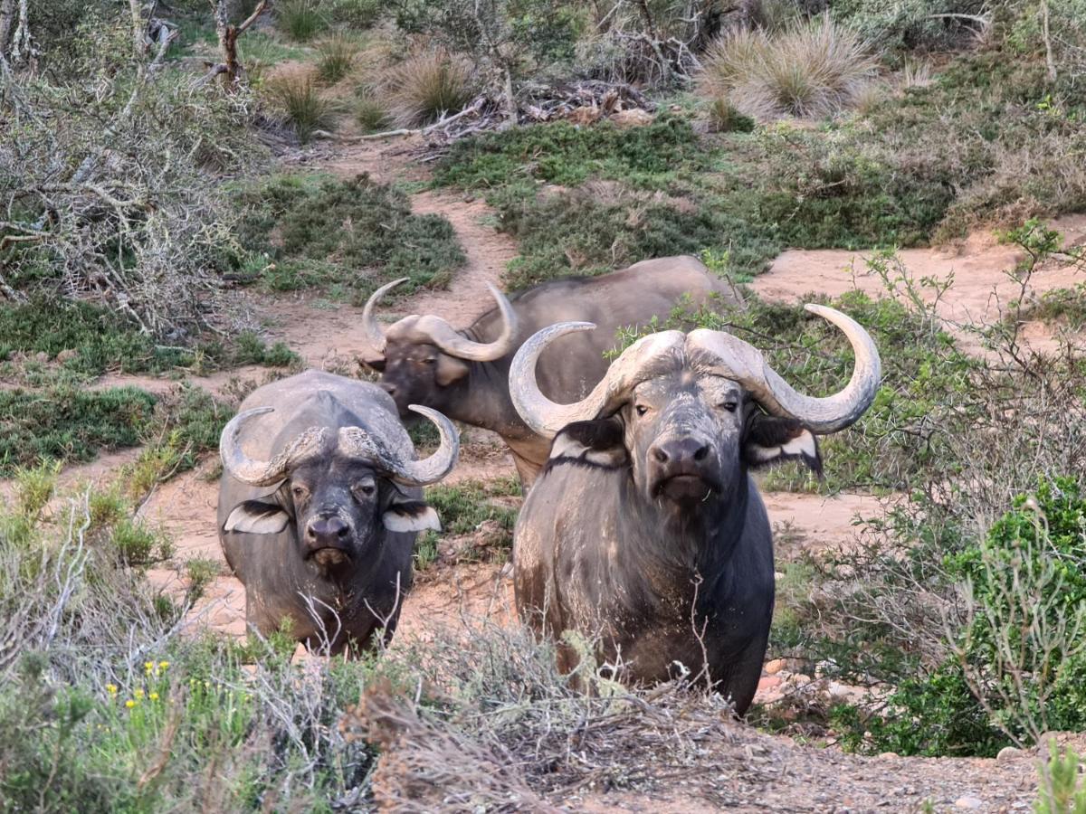 Indalu Game Reserve Boggomsbaai 외부 사진
