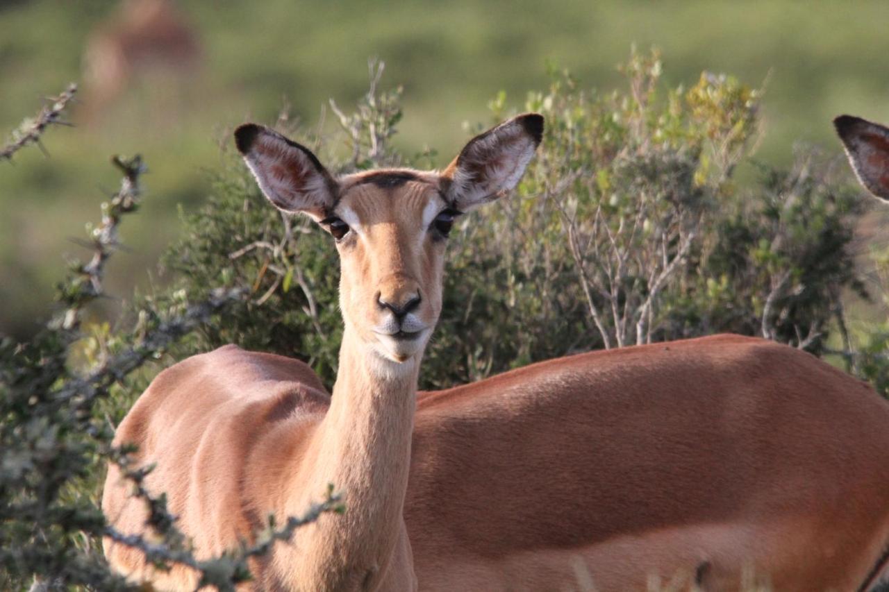 Indalu Game Reserve Boggomsbaai 외부 사진