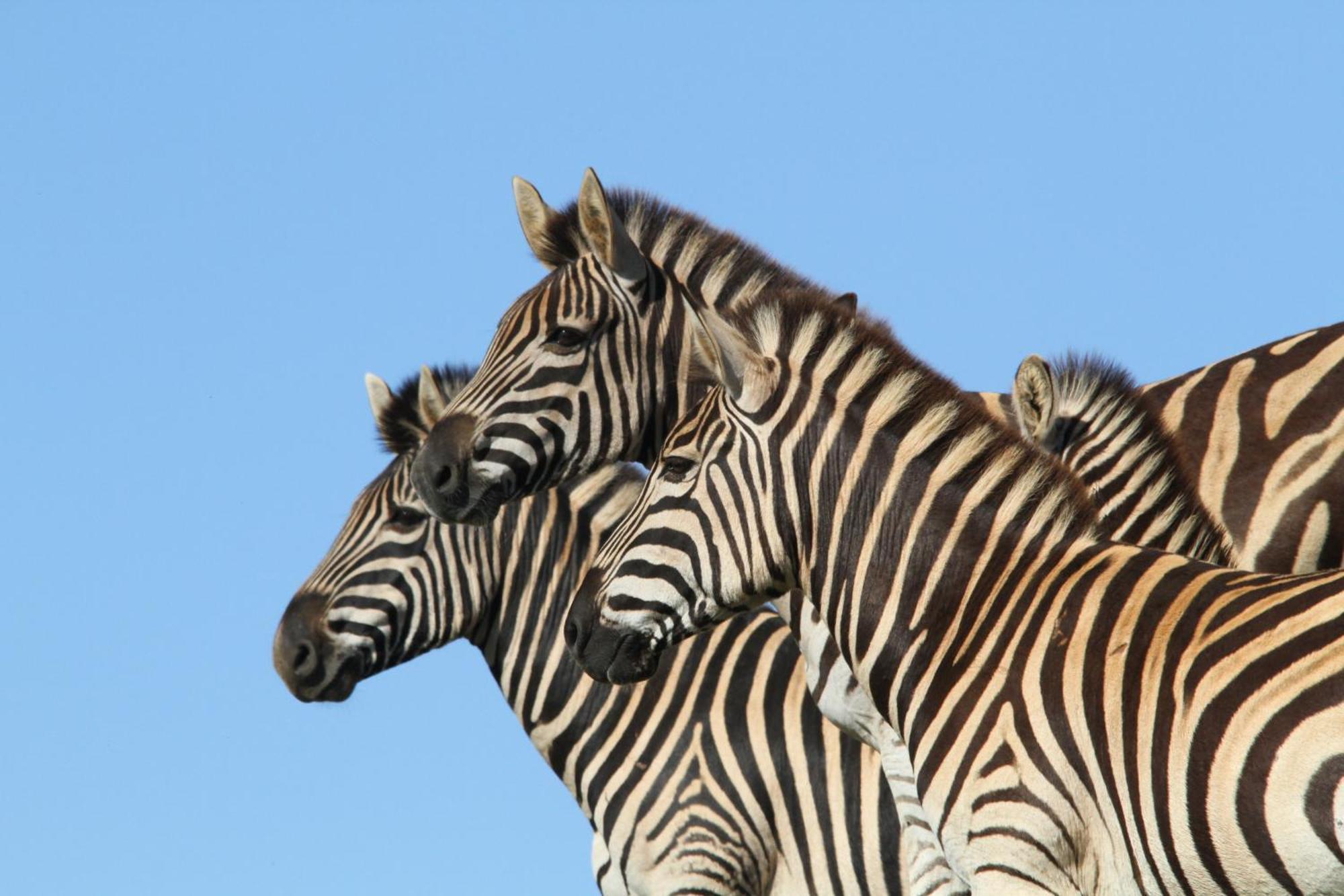 Indalu Game Reserve Boggomsbaai 외부 사진